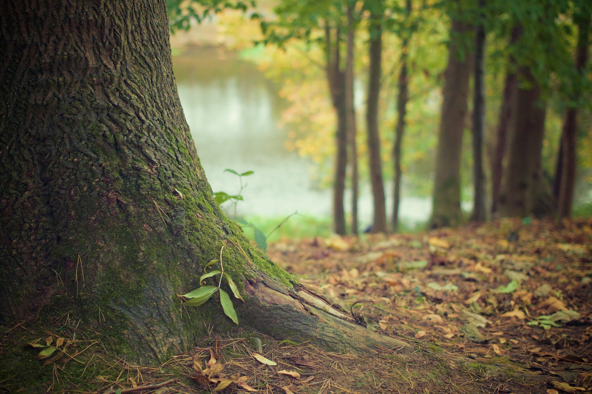 tree-g225109691_1920